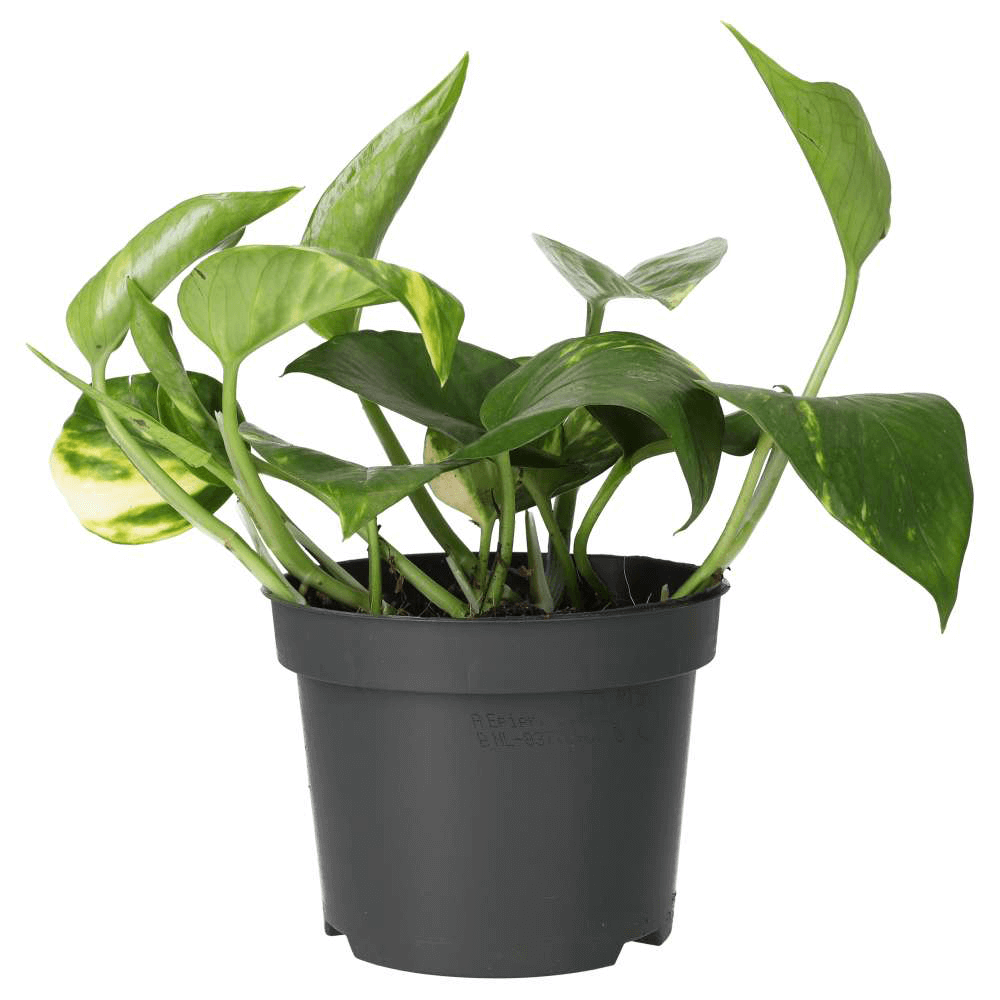 Devil's Ivy, Epipremnum aureum
