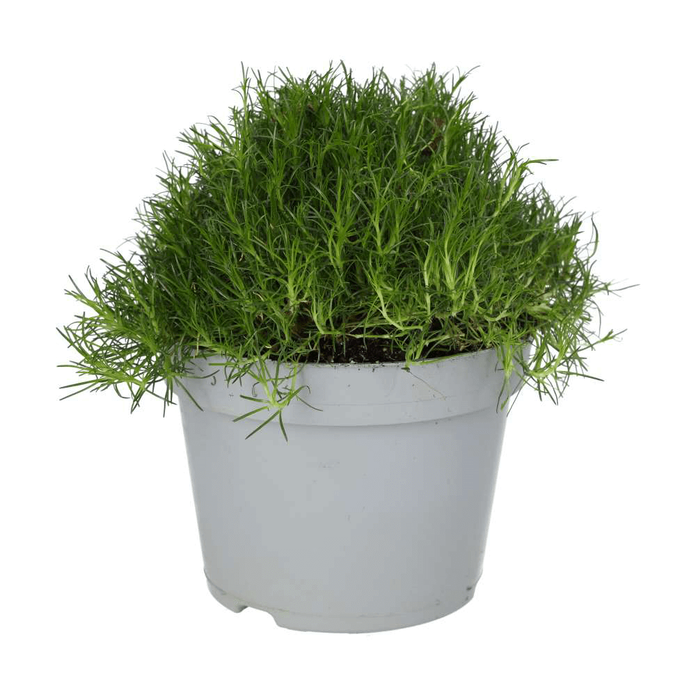 Pearlwort mix