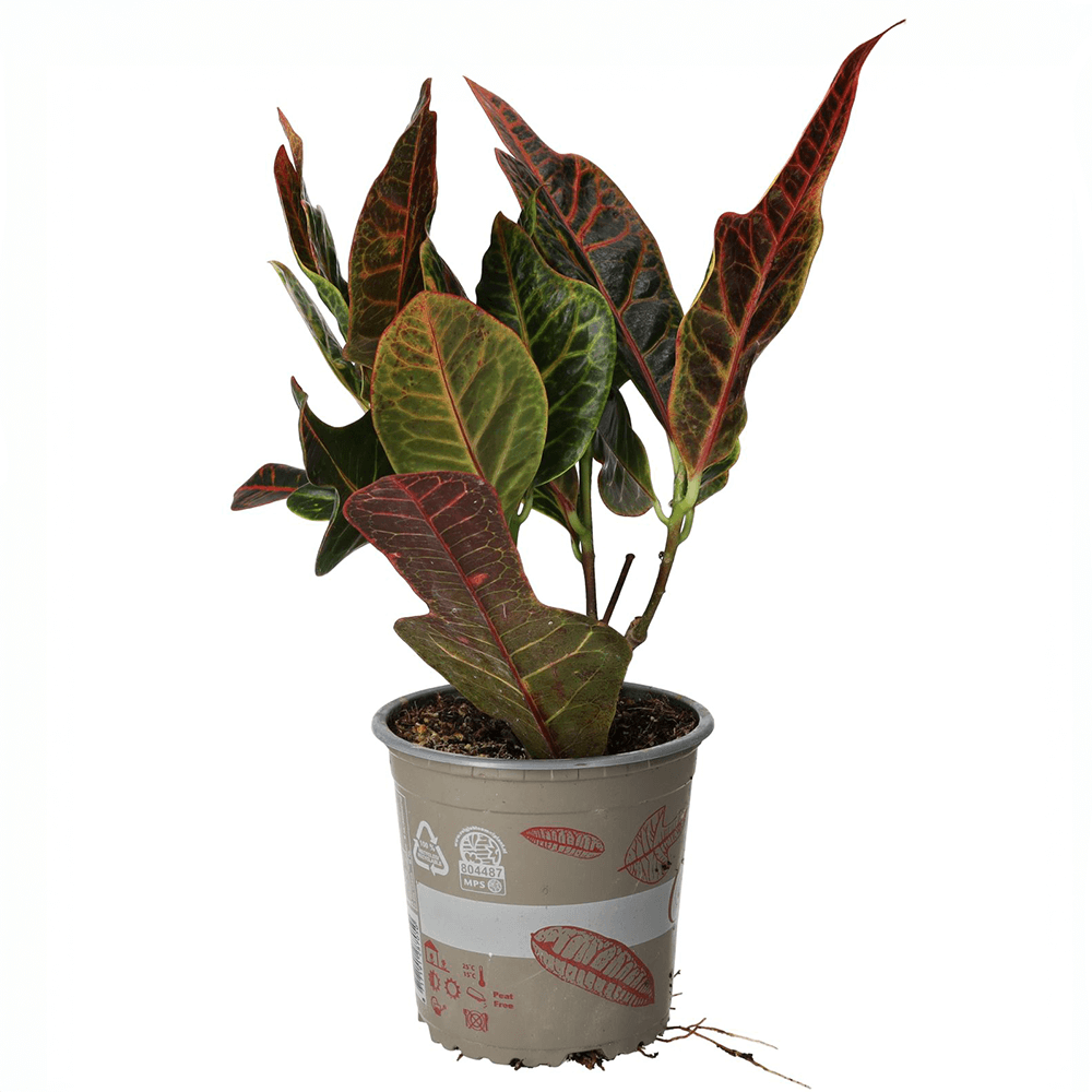 Garden Croton 'Nervia', Codiaeum variegatum