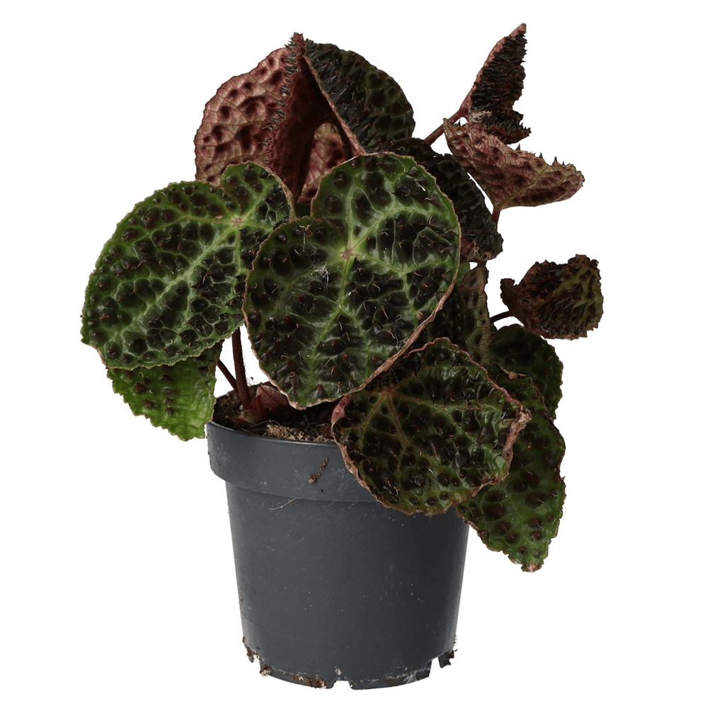 Begonia ferox