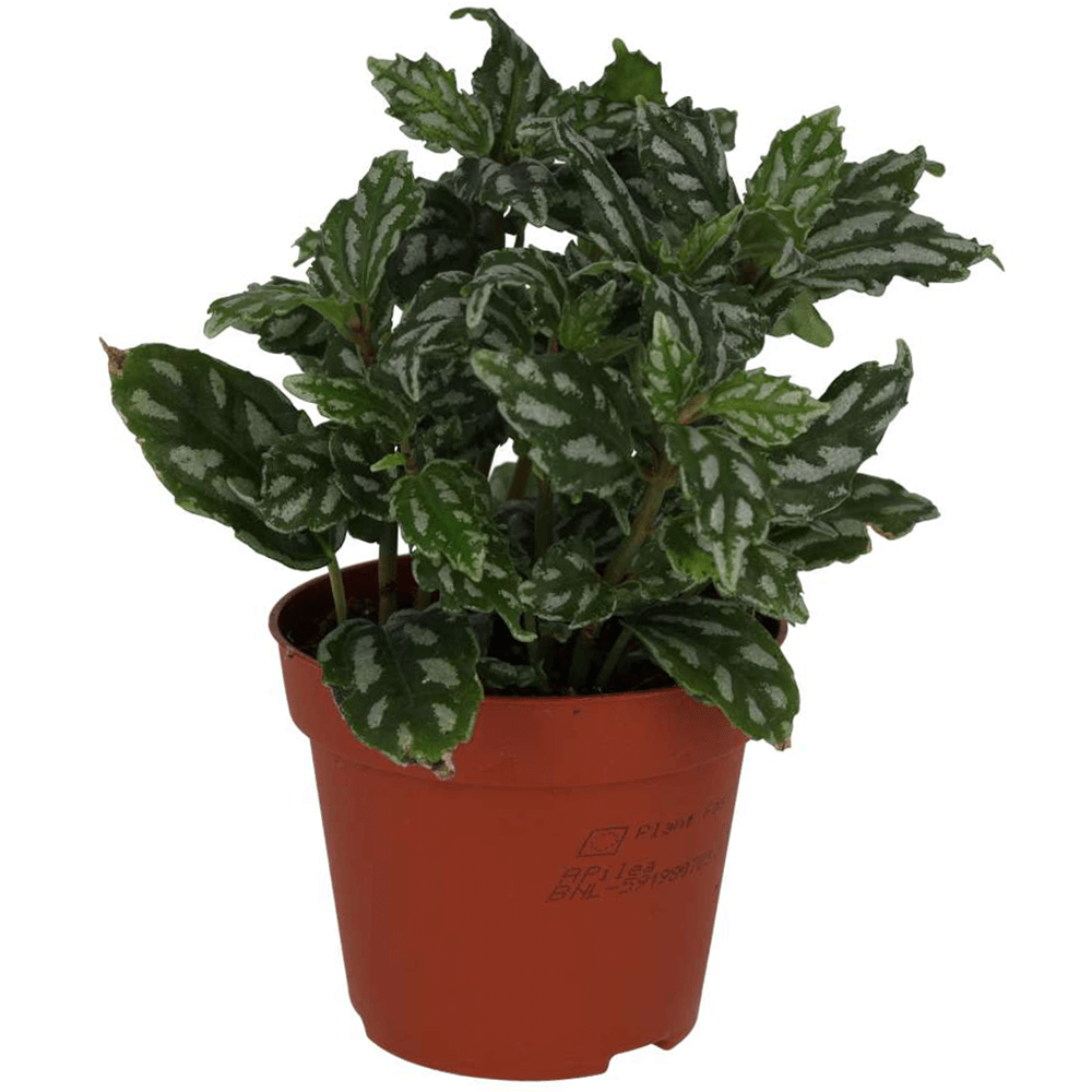 Aluminium Plant, Pilea cadierei