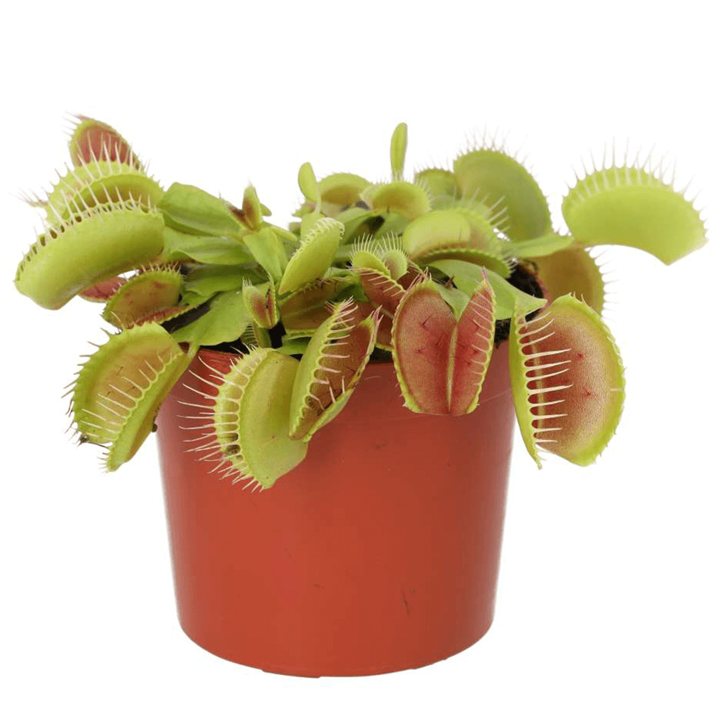 Venus Fly Trap, Dionaea muscipula