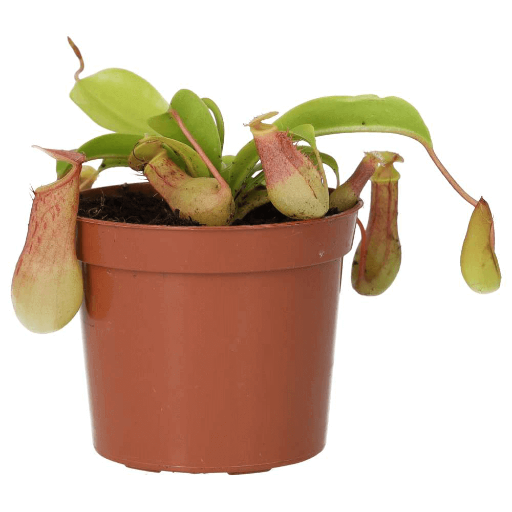 Monkey Jar, Nepenthes 'Gaya'