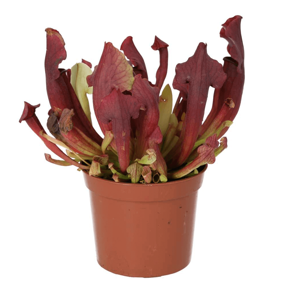 Trumpet Pitcher, Sarracenia 'Maroon'