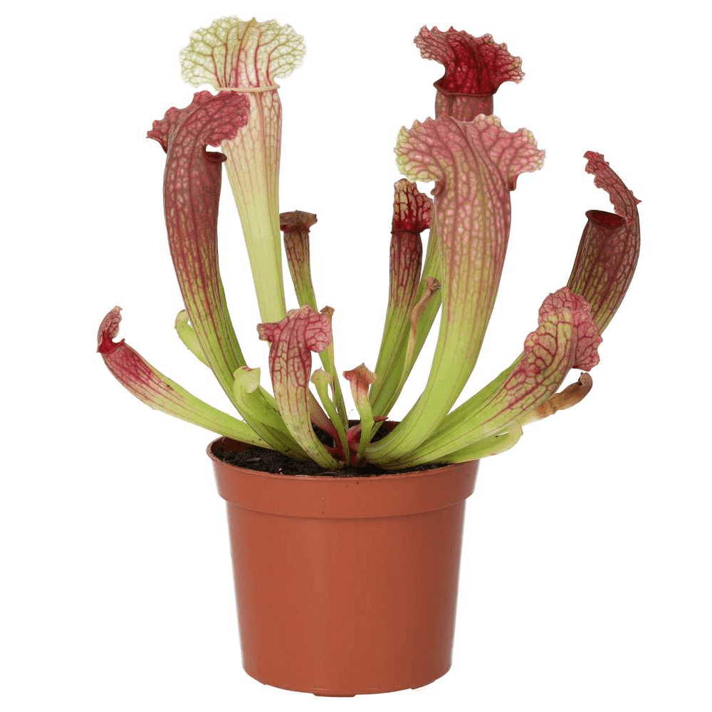 Trumpet Pitcher, Sarracenia 'Fiona'