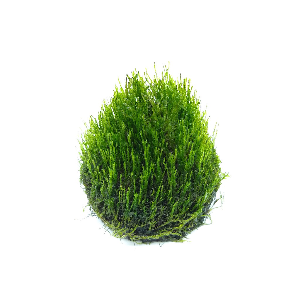 Flame Moss, Taxiphyllum 'Flame'