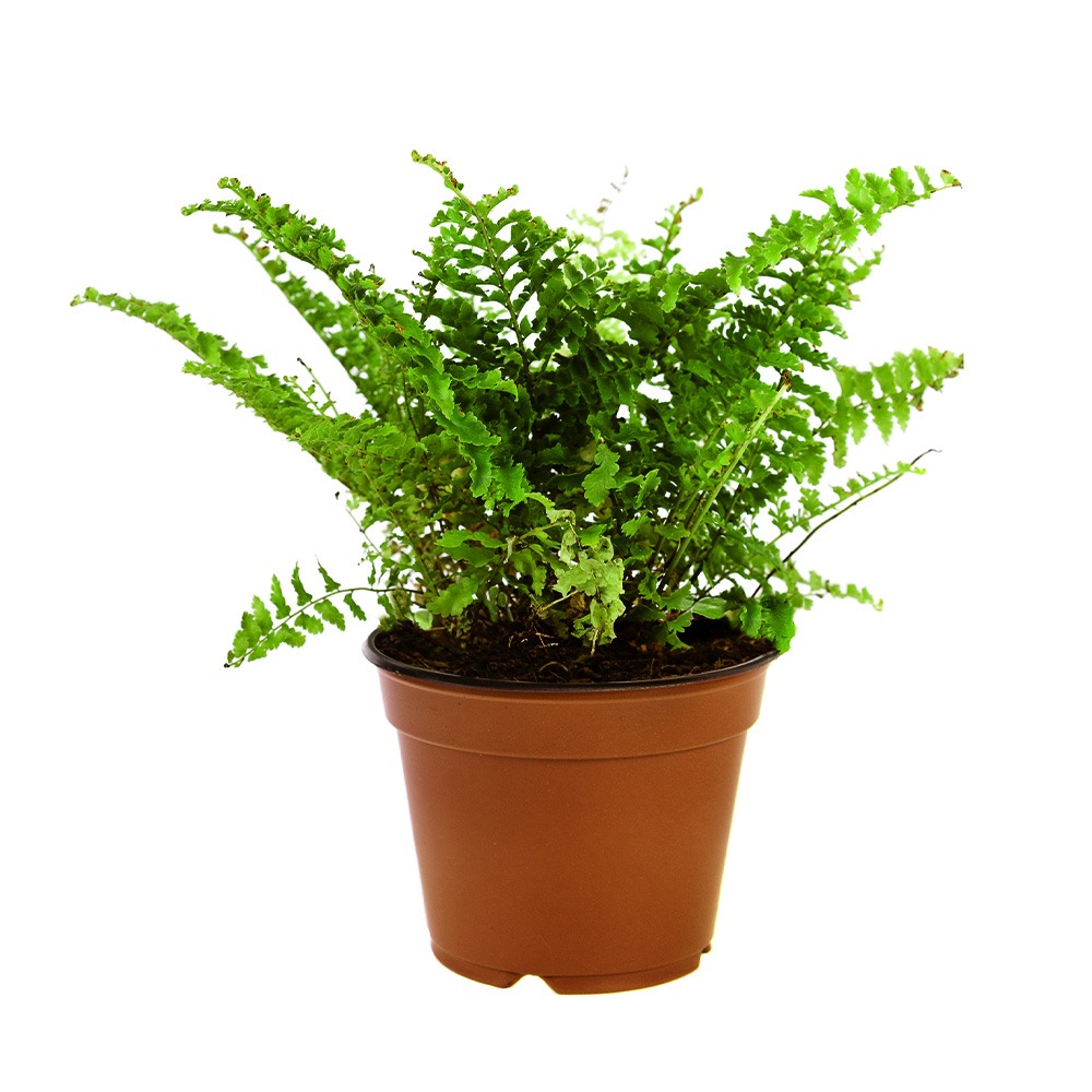 Korean Rock Fern, Polystichum tsus‐simense
