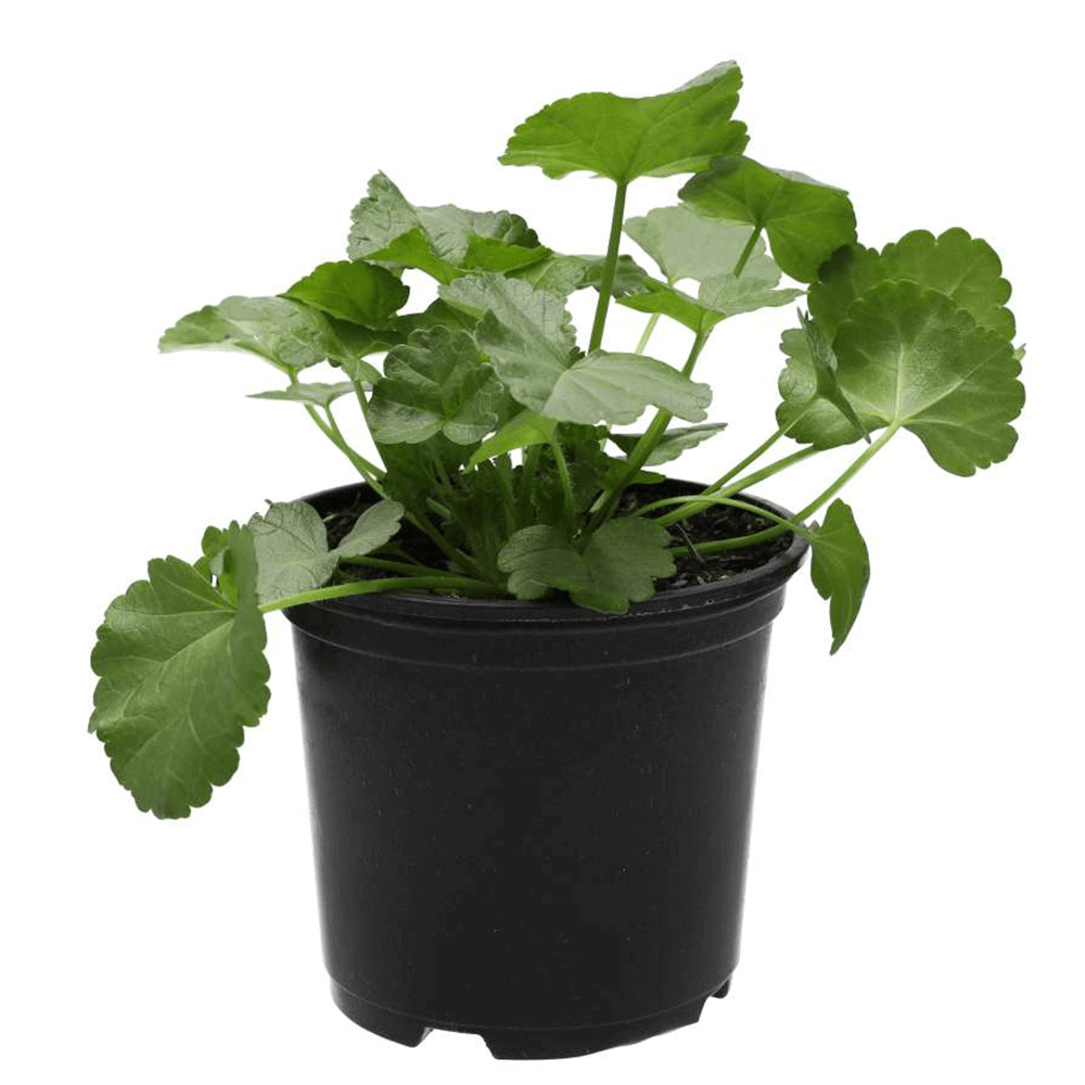 Musk Mallow, Malva moschata