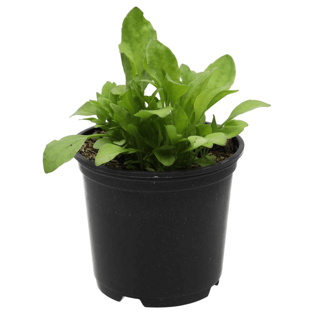 Broad Leaf Plantain, Plantago major