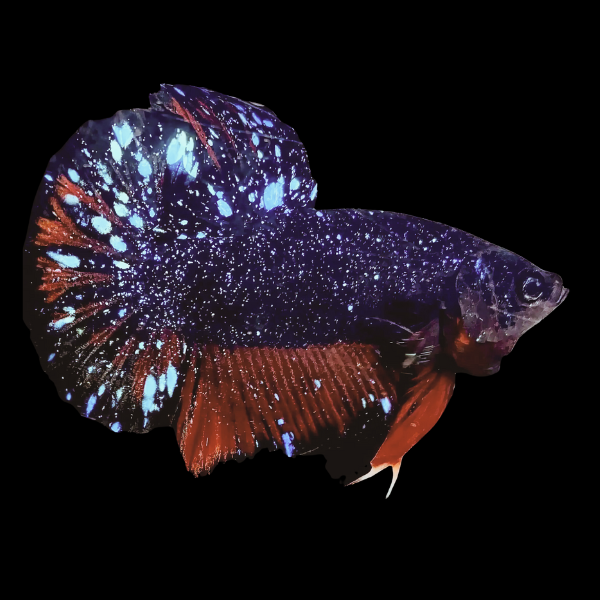 Premium Avatar Betta 3cm - Betta splendens