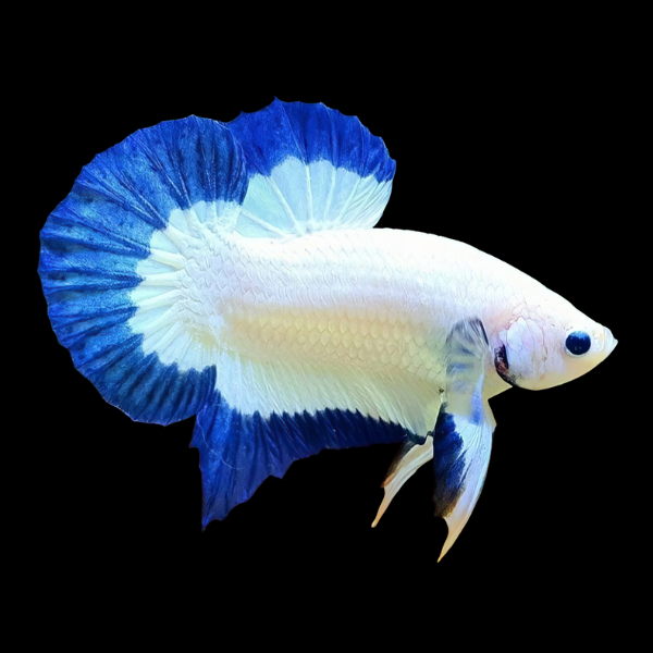 Premium Dragon Betta 3cm - Betta splendens