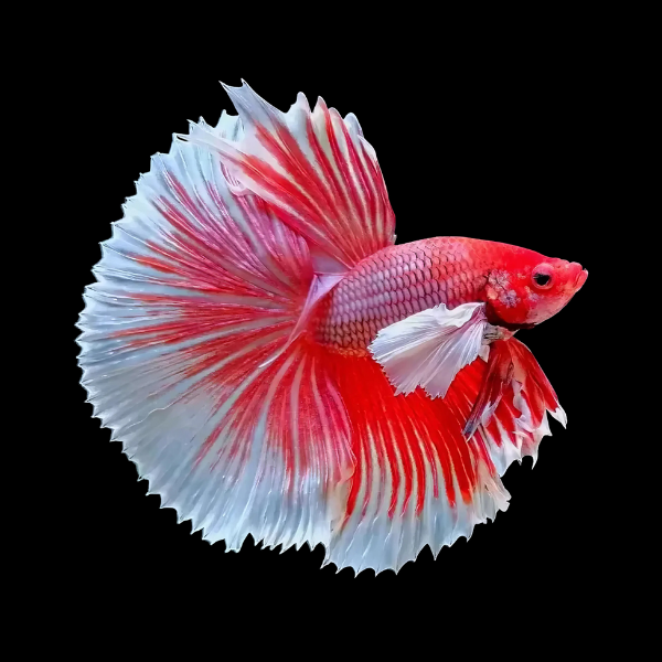 Premium Elephant Ear Betta 3cm
