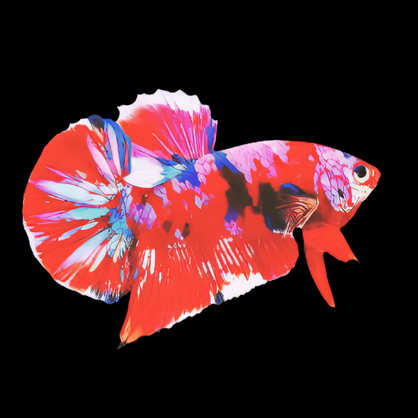 Premium Giant Koi Betta