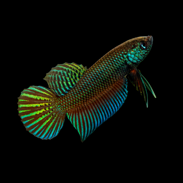 Premium Wild Betta - 3cm