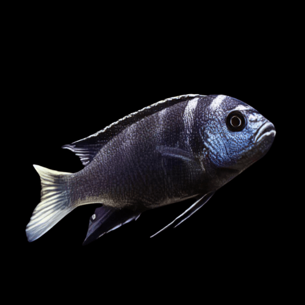 Pseudotropheus Acei White Tail Malawi African Cichlid