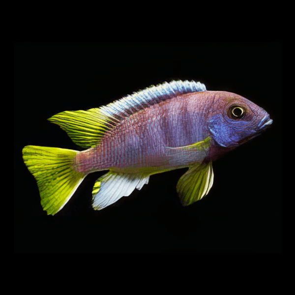 Pseudotropheus Acei Yellow Tail Malawi African Cichlid