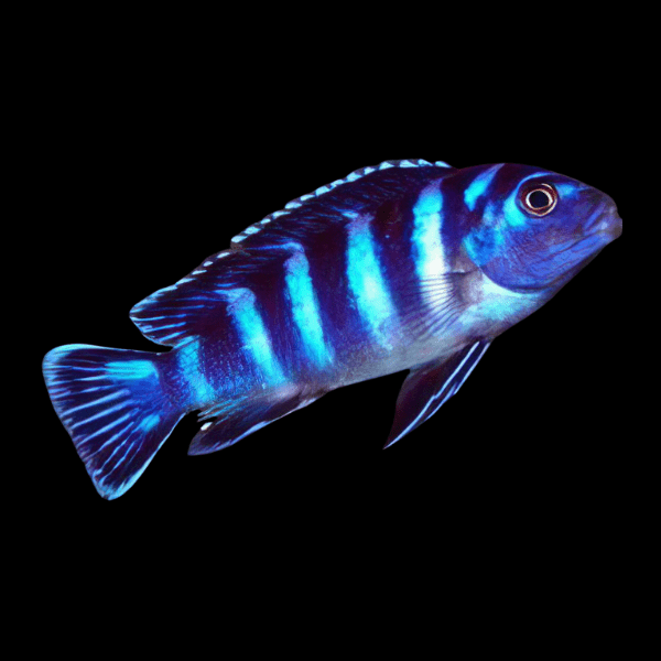 Pseudotropheus Demasoni Malawi African Cichlid