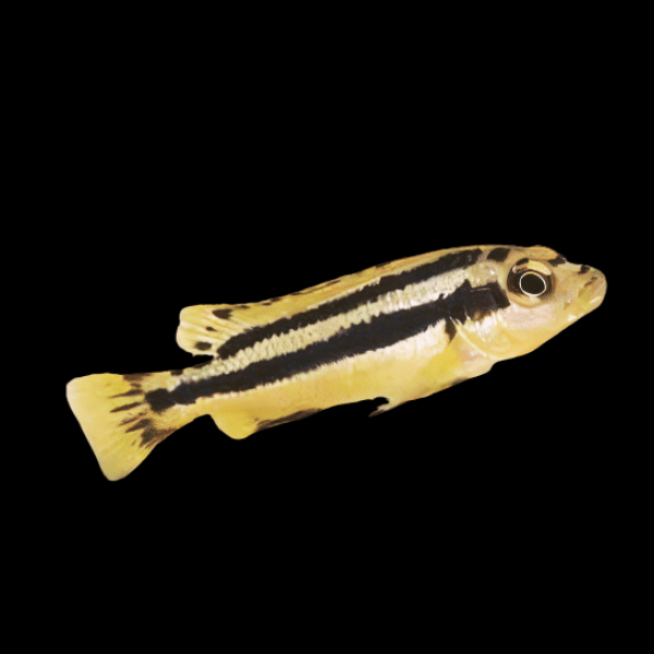 Pseudotropheus Melanochromis Chipokae Malawi African Cichlid