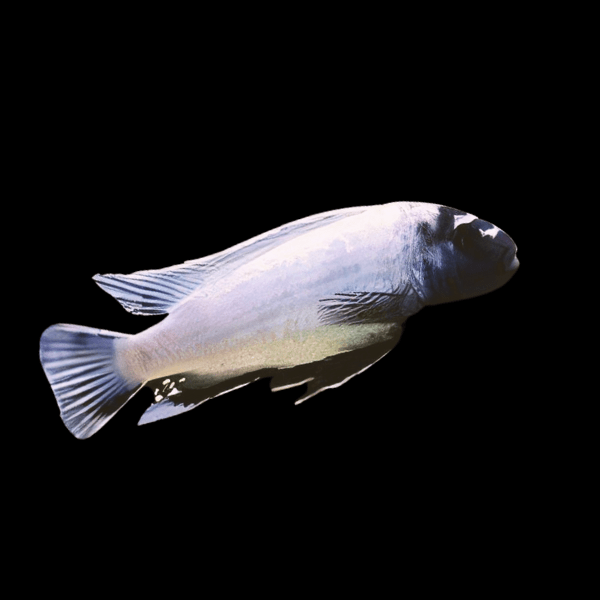 Pseudotropheus Polit Lions Cove Malawi African Cichlid