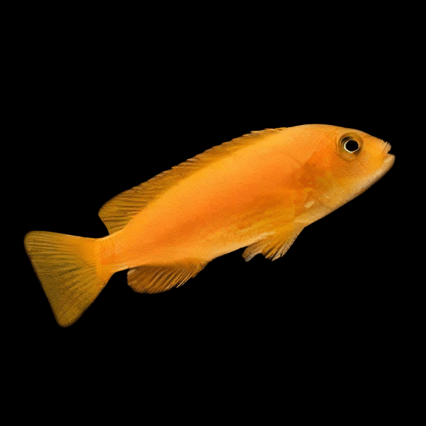 Pseudotropheus Saulosi Red Coral Malawi African Cichlid