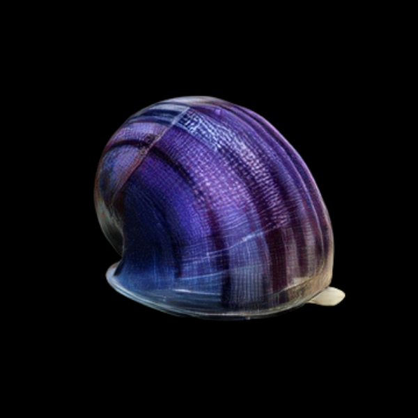 Purple Apple Mystery Snail Pomacea Canaliculata Amularis Sp 4cm