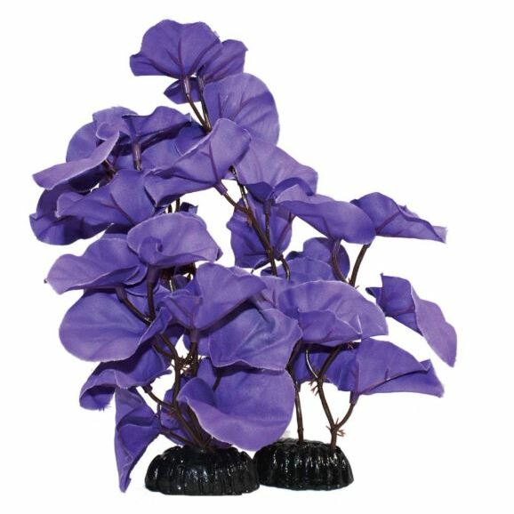 Hugo Kamishi Lily Purple