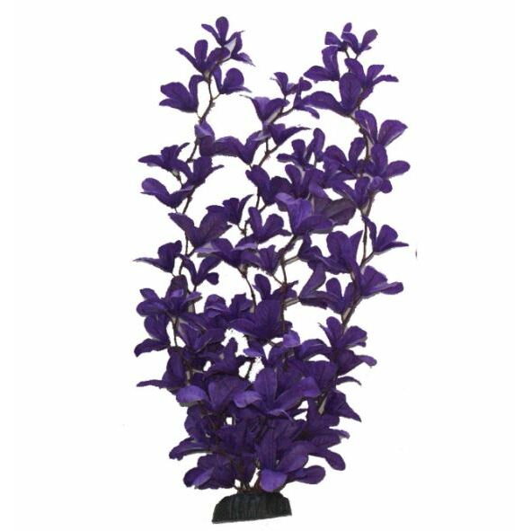 Hugo Kamishi Purple Rotala