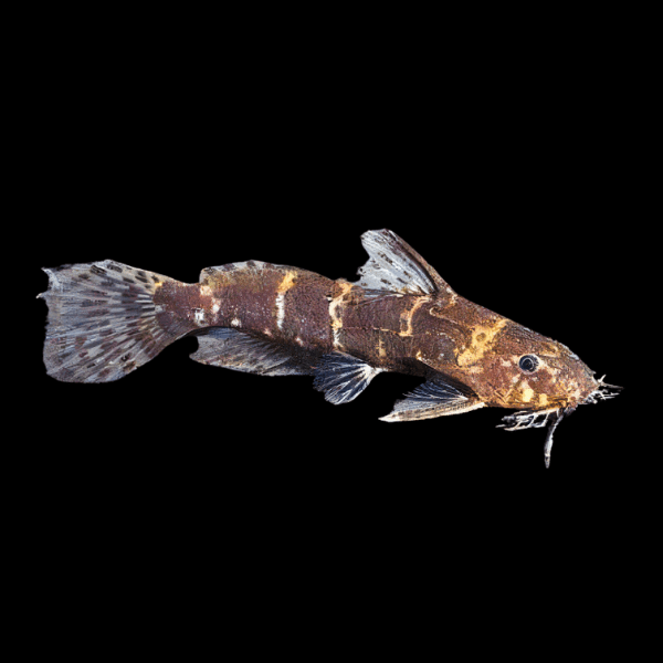 Pygmy Catfish Synodontis Microsynodontis Polli 3cm