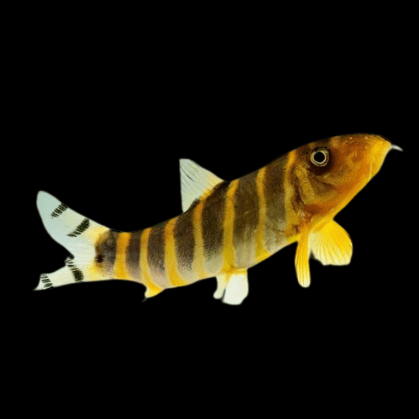 Queen Bengal Dario Loach Botia Dario 5cm