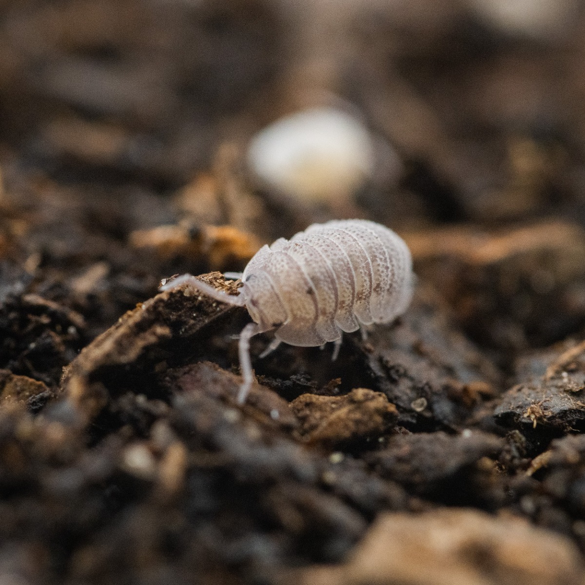 Swell Reptiles Mini Speckled Woodlice Pre-pack