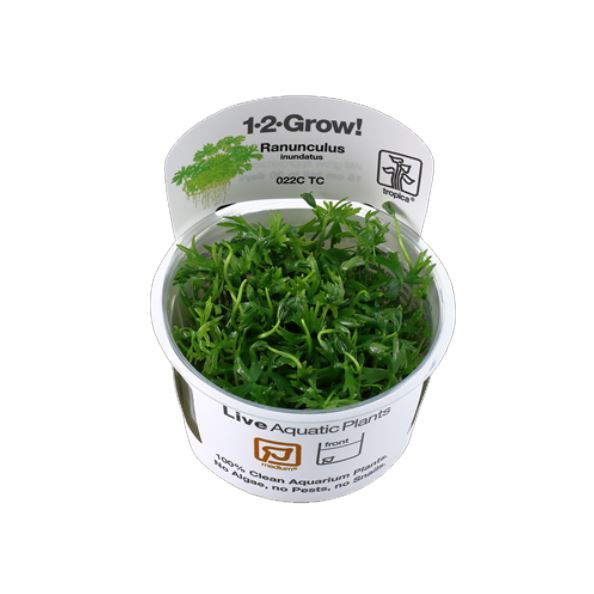 Tropica Ranunculus inundatus 1-2-Grow!