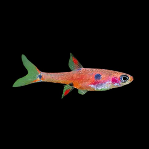 Maculata Rasbora Boraras Maculatus 2cm