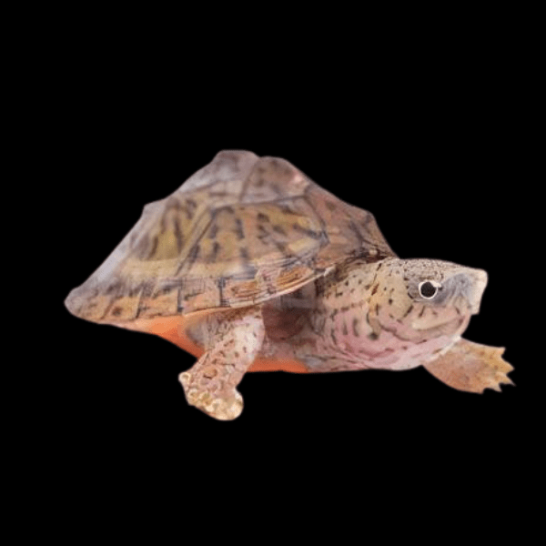 Razor Back Musk Turtle Sternotherus Carinatus Juvenile 5cm
