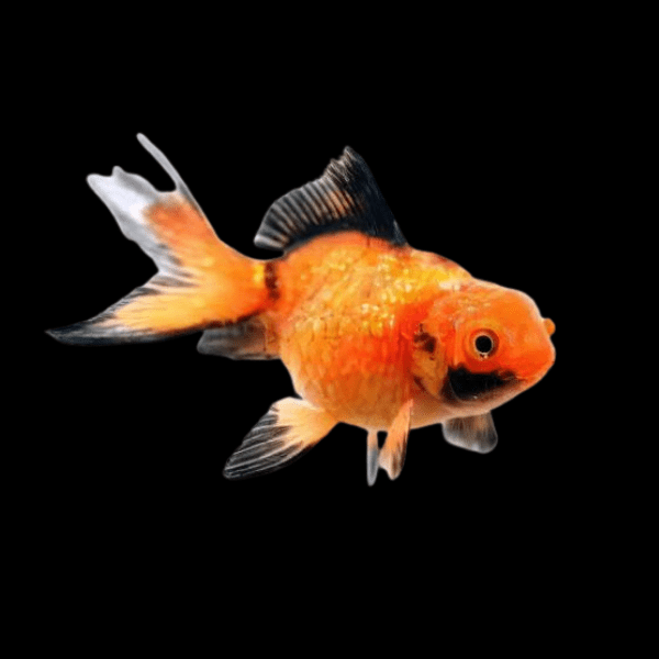 Red and Black Pearlscale Carassius Auratus