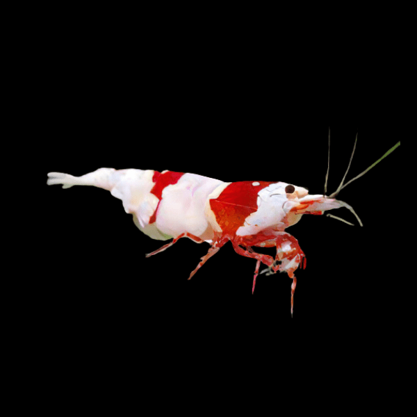 Red Bee Shrimp Neocaridina 2cm