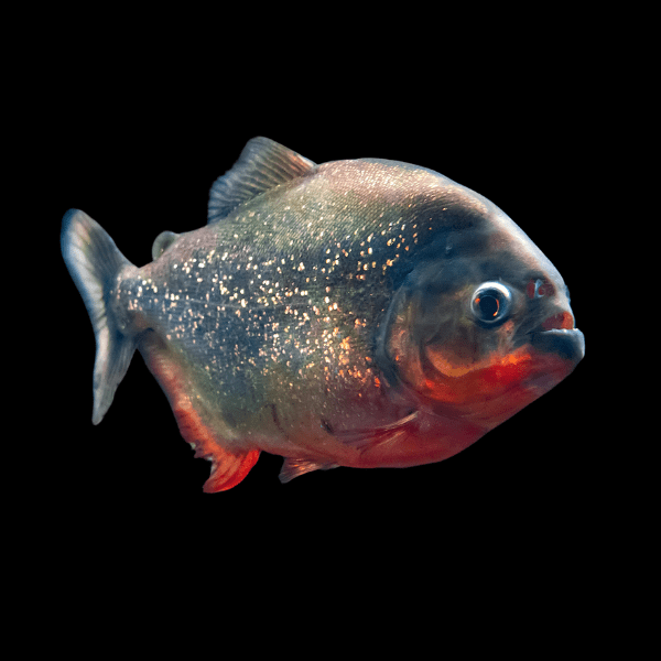 Red Bellied Piranha Serrasalmus Nattereri