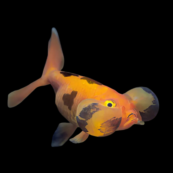 Red and Black Bubble Eye Goldfish