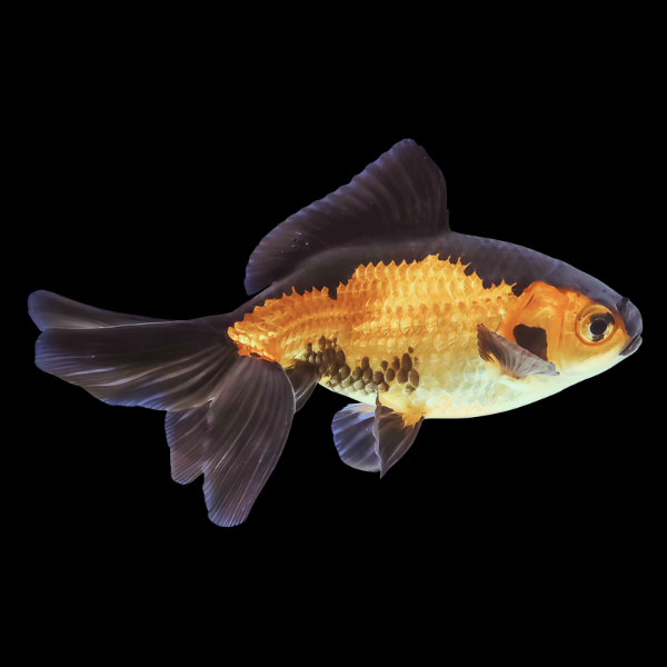 Red and Black Wakin Goldfish