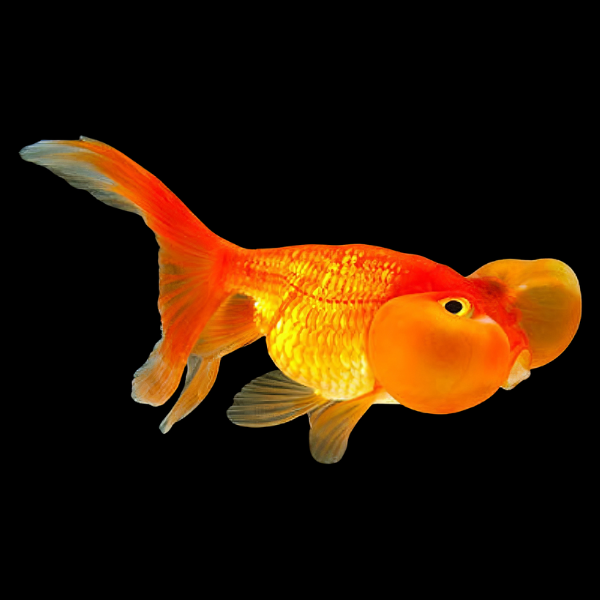 Red Bubble Eye Goldfish