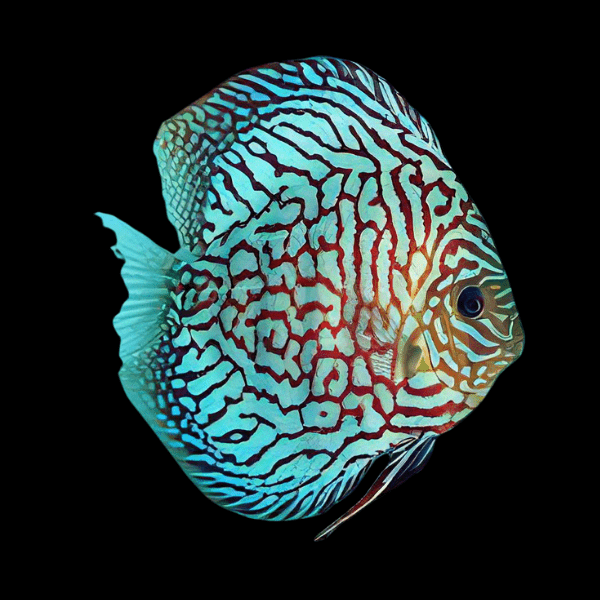 Red Checkerboard Turquoise Discus