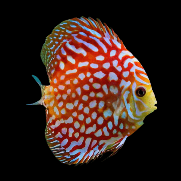 Red Eagle Turquoise Discus