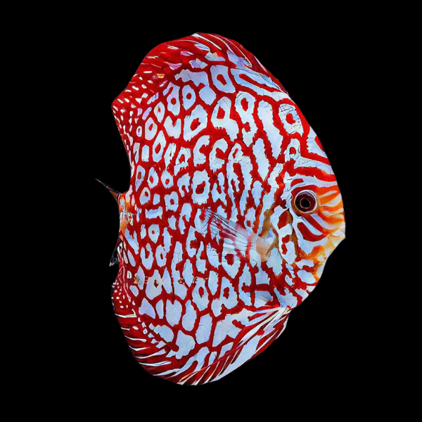 Red Jaguar Discus