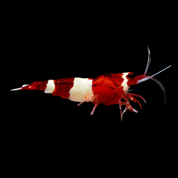 10 x Red King Kong High Grade Shrimp Caridina Sp 2cm