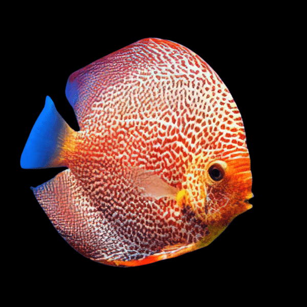 Red Leopard Discus