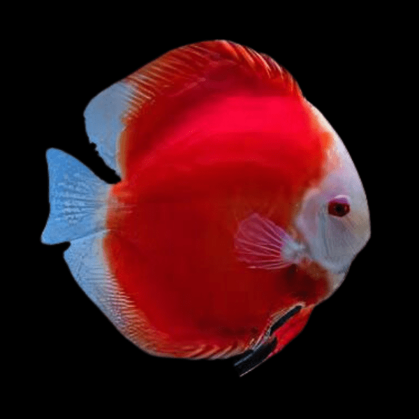Red Melon Discus