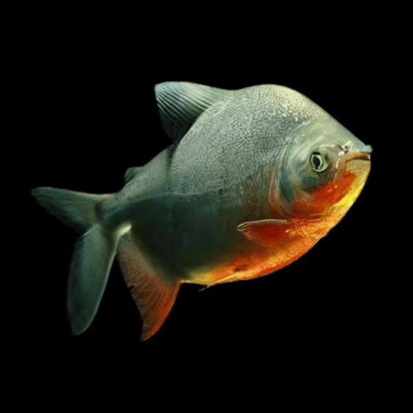 Red Pacu Colossoma Brachypomum 5cm