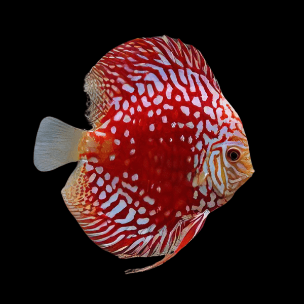 Red Rafflesia Discus