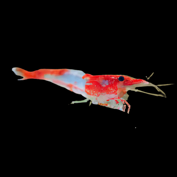 Red Rili Shrimp Neocaridina 2cm