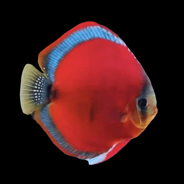Red Rose Discus