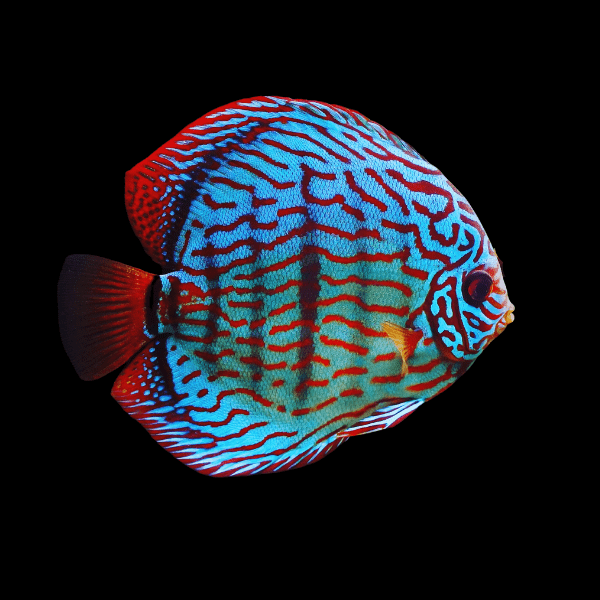 Red Royal Blue Discus